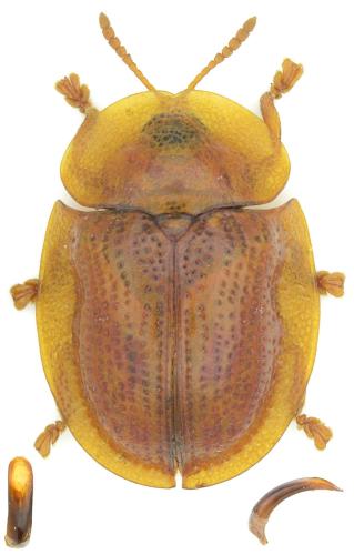 Réf. 355 019 : Cassida azurea